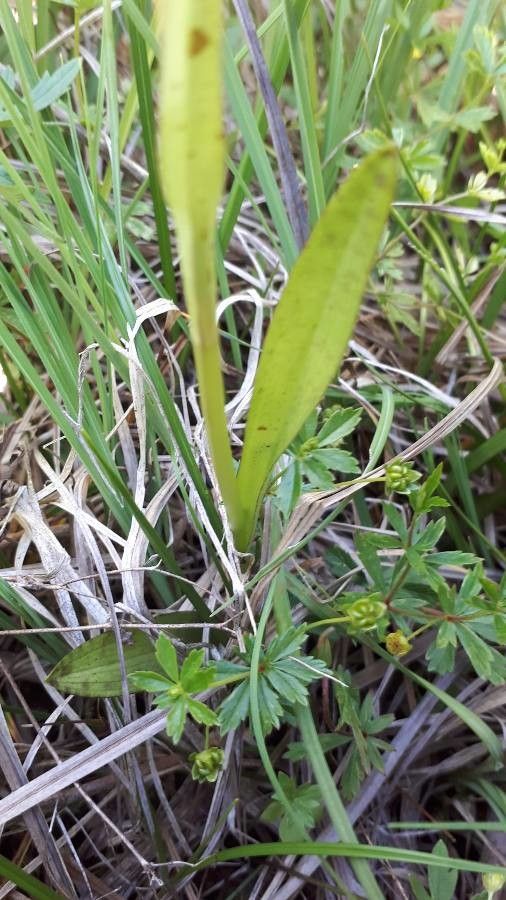 Dactylorhiza traunsteineri — search result for 'Slovakia'