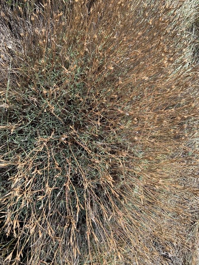 Dianthus pyrenaicus fruit