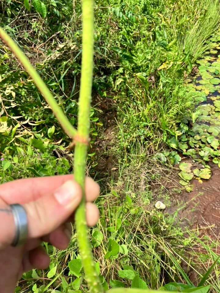 Philodendron muricatum bark