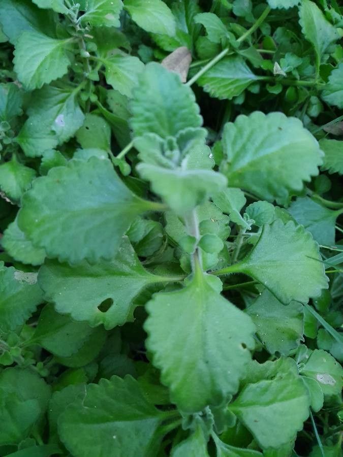 Coleus succulentus — search result for 'Coleus'