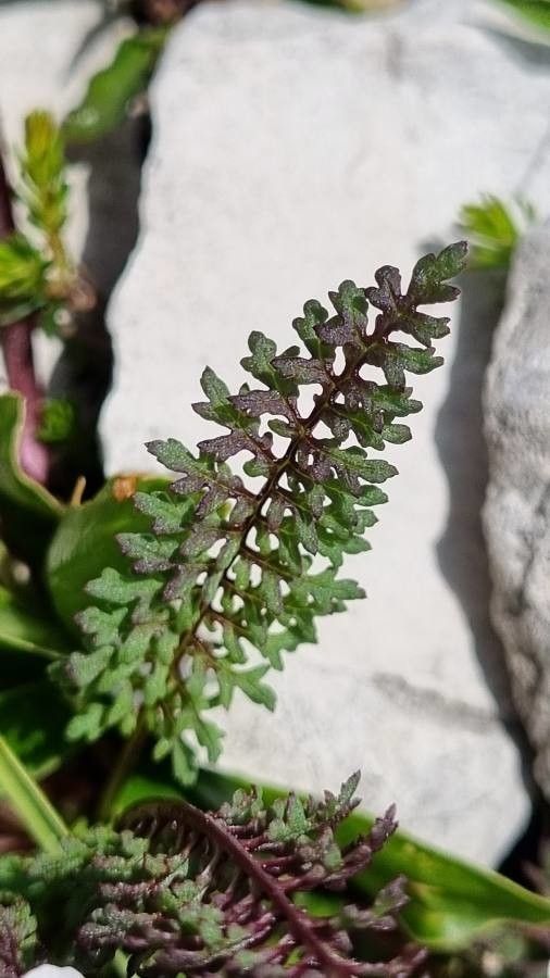 Pedicularis rostratocapitata leaf