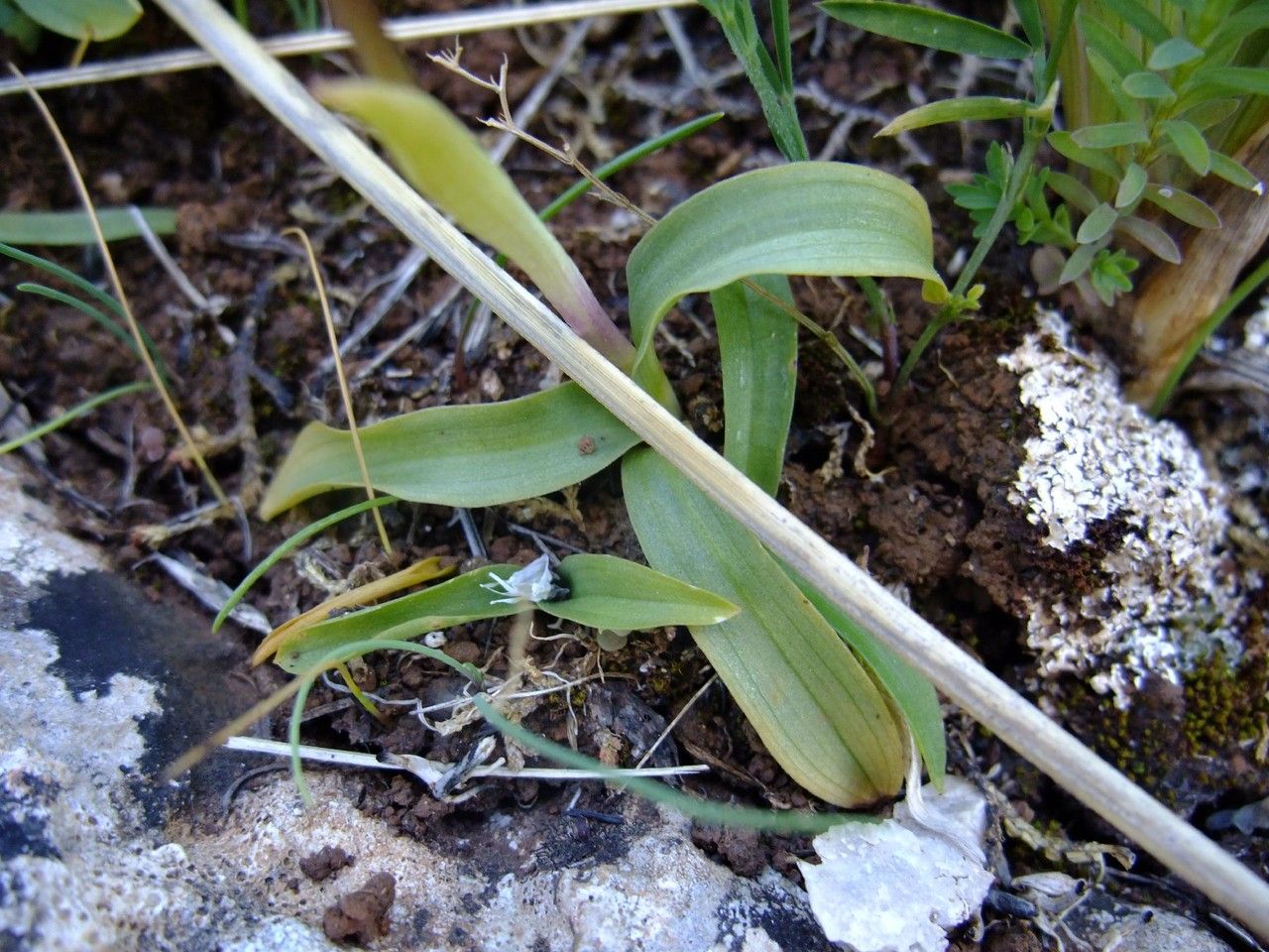 Orchis quadripunctata bark