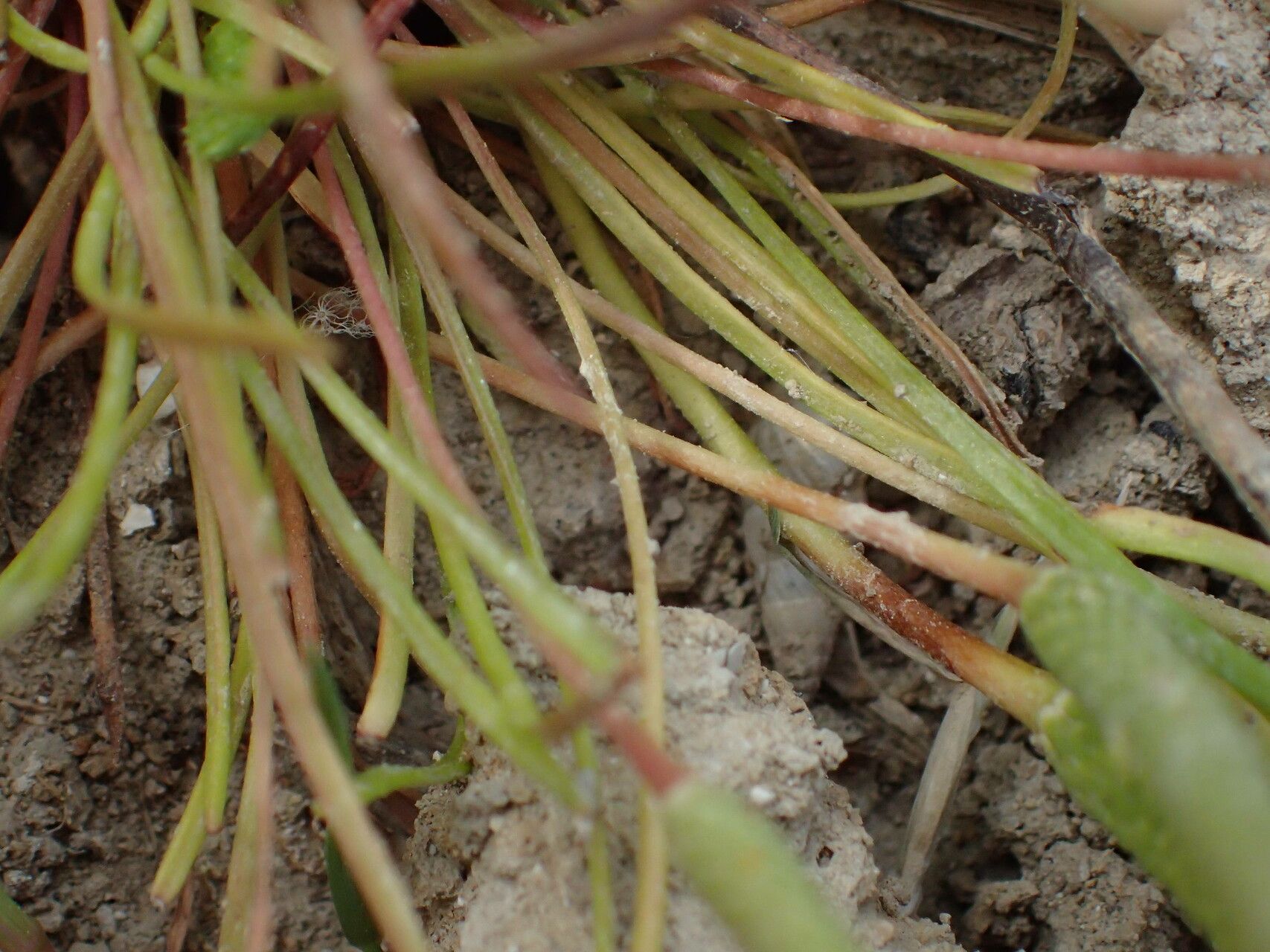 Ranunculus minimus leaf