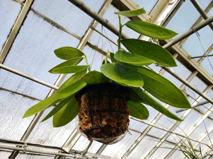 Cavendishia grandifolia habit