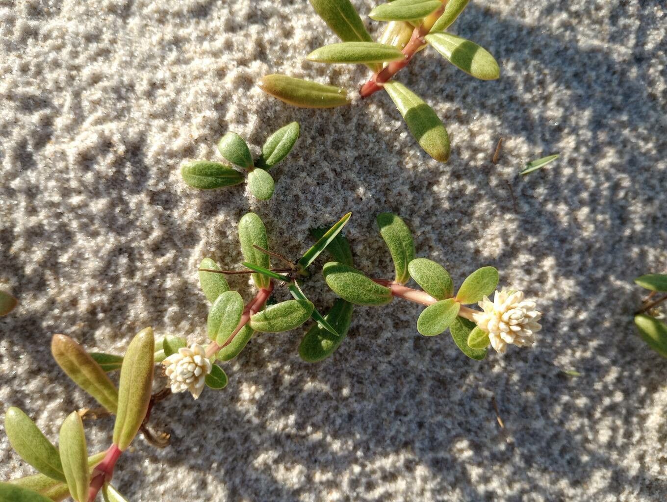 Gomphrena vermicularis bark