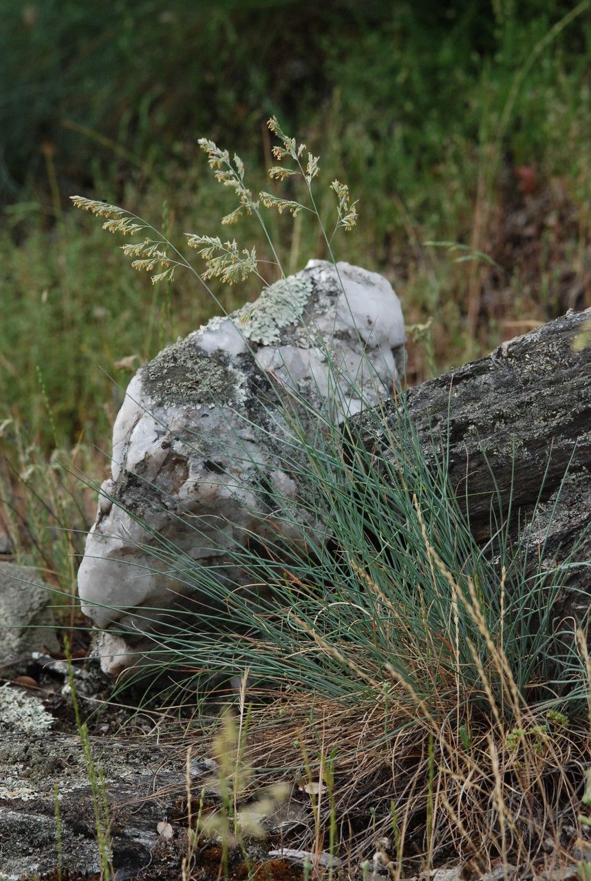 Festuca arvernensis habit