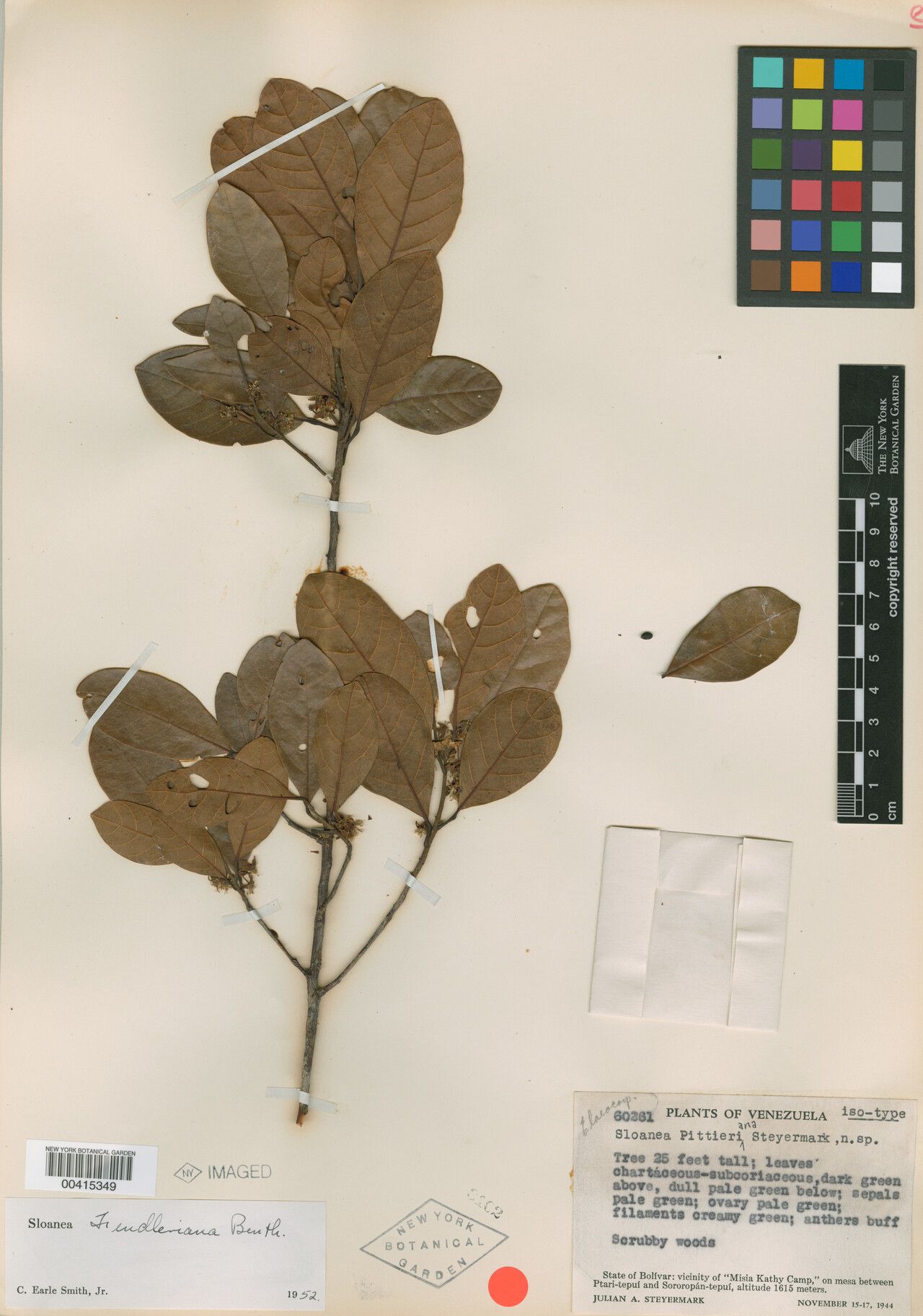 Sloanea fendleriana — houseplant care guide