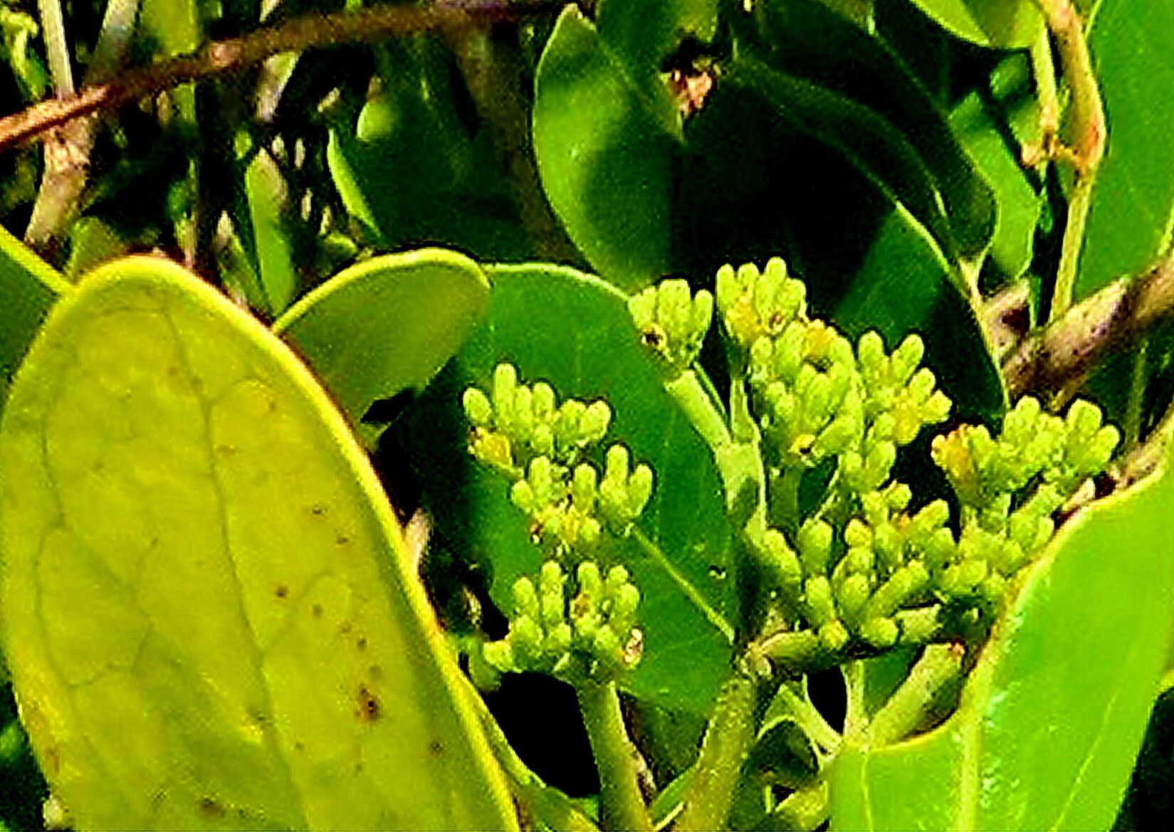 Coptosperma littorale — related species from the same genus