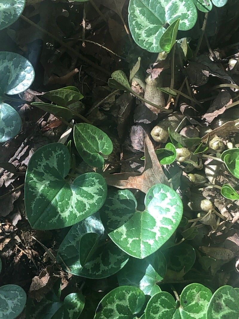 Asarum virginicum — search result for 'Asarum'