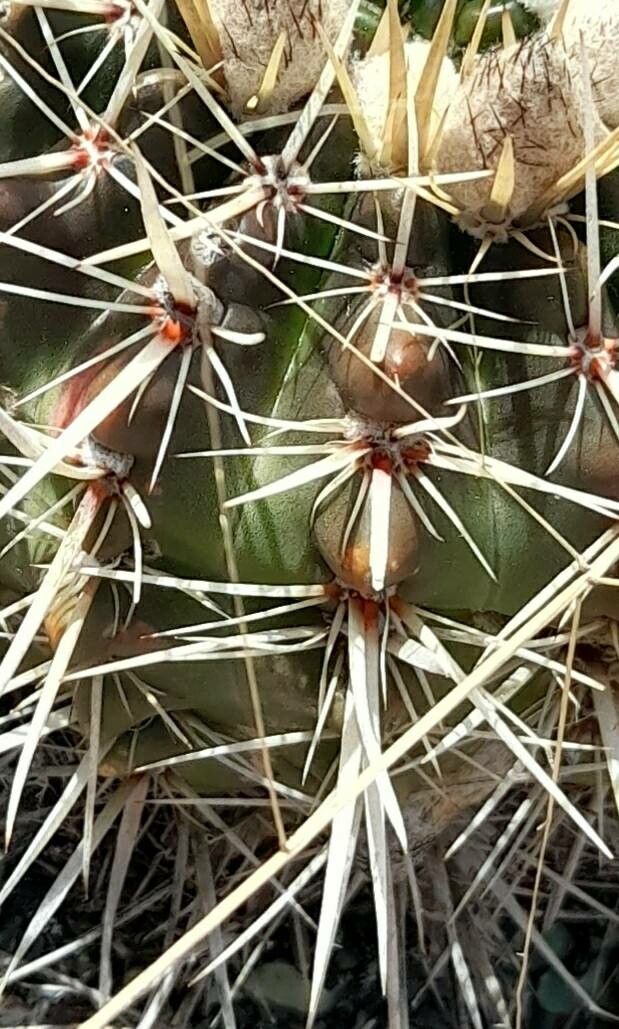 Parodia mammulosa bark