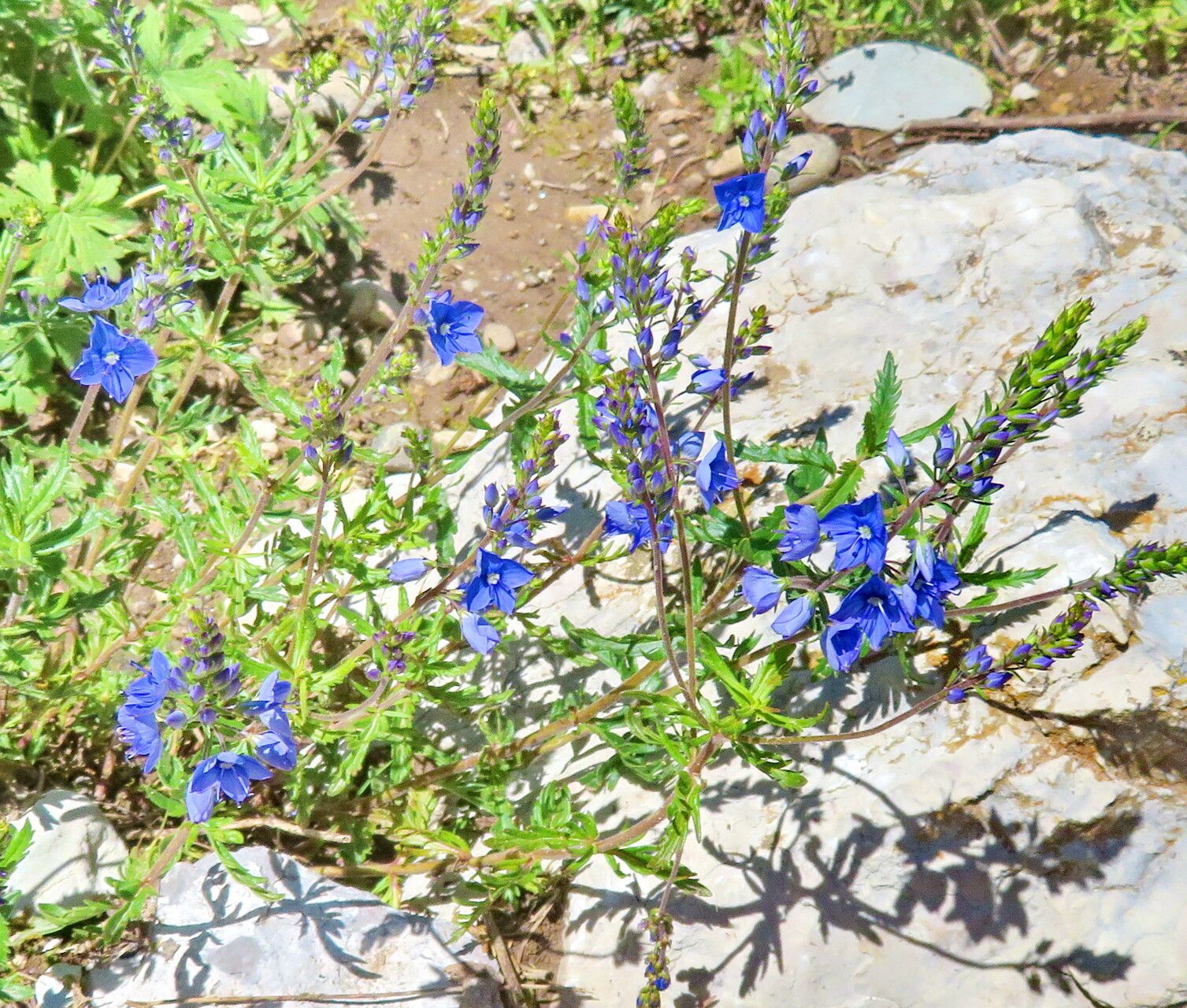 Veronica forrestii habit
