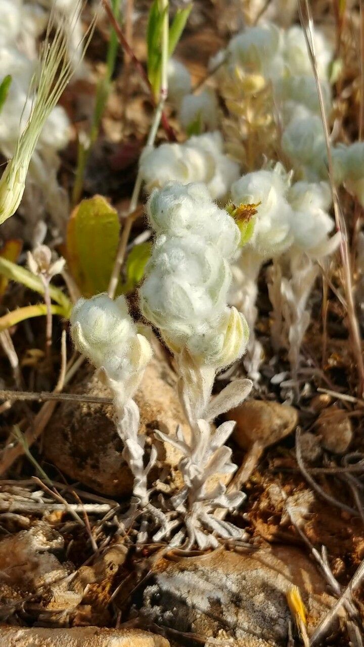 Bombycilaena discolor habit
