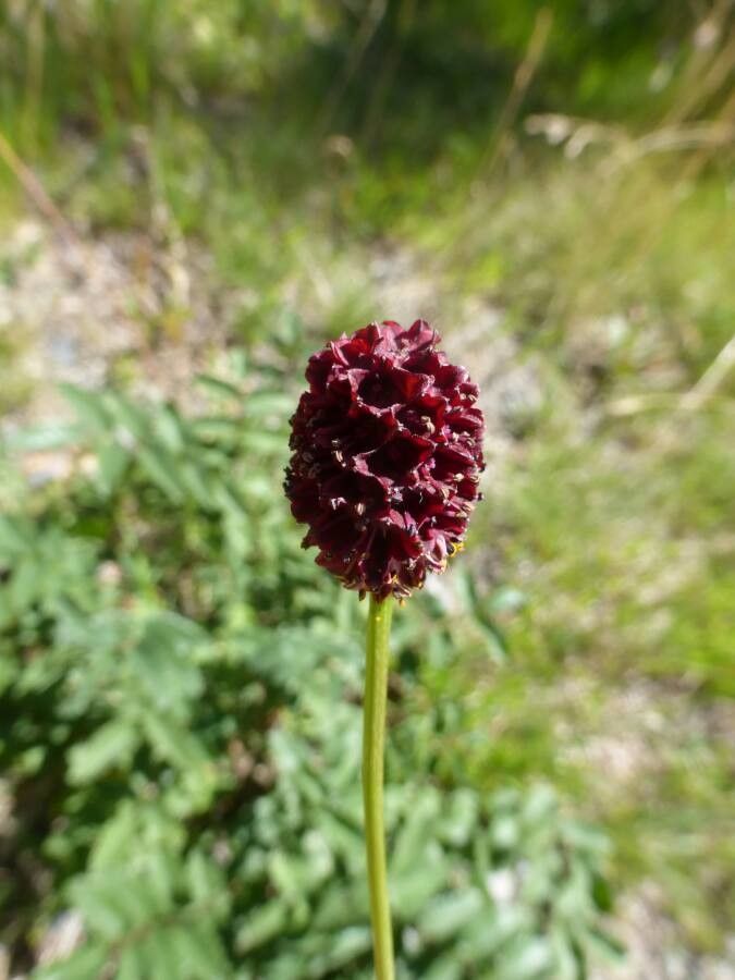 Sanguisorba officinalis flower