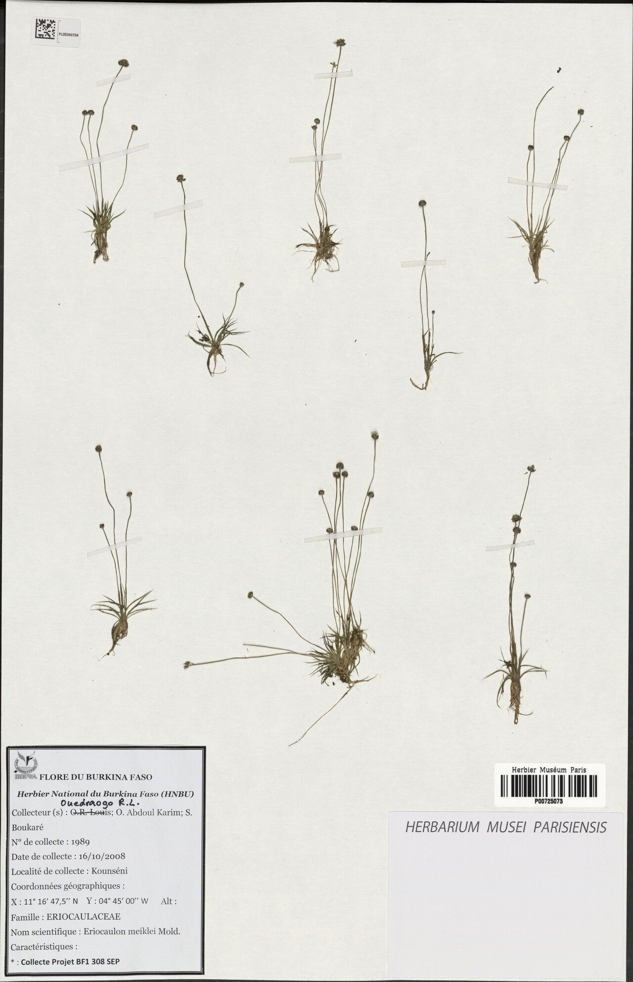 Eriocaulon meiklei — houseplant care guide