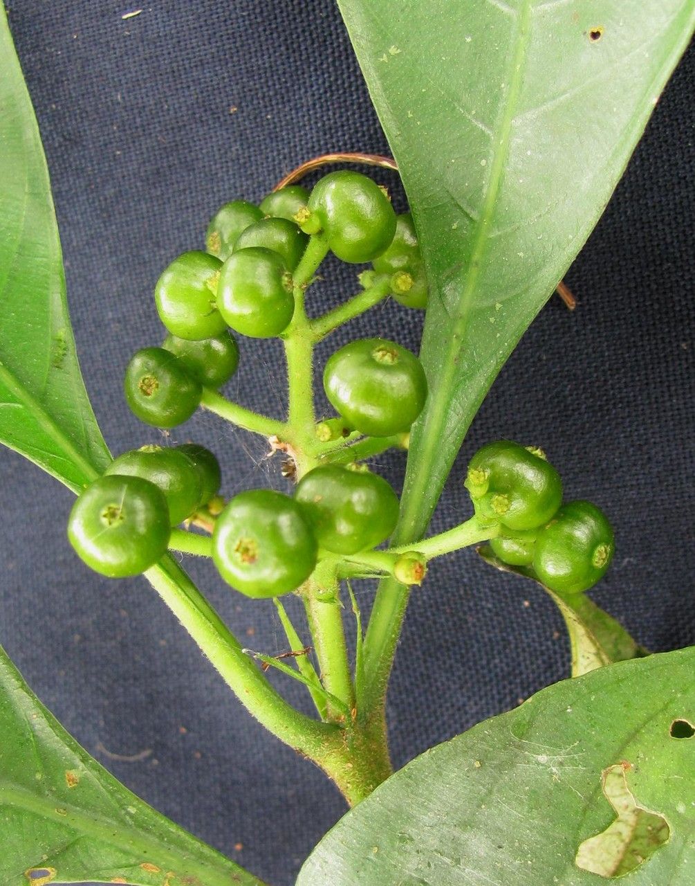 Psychotria acuminata fruit