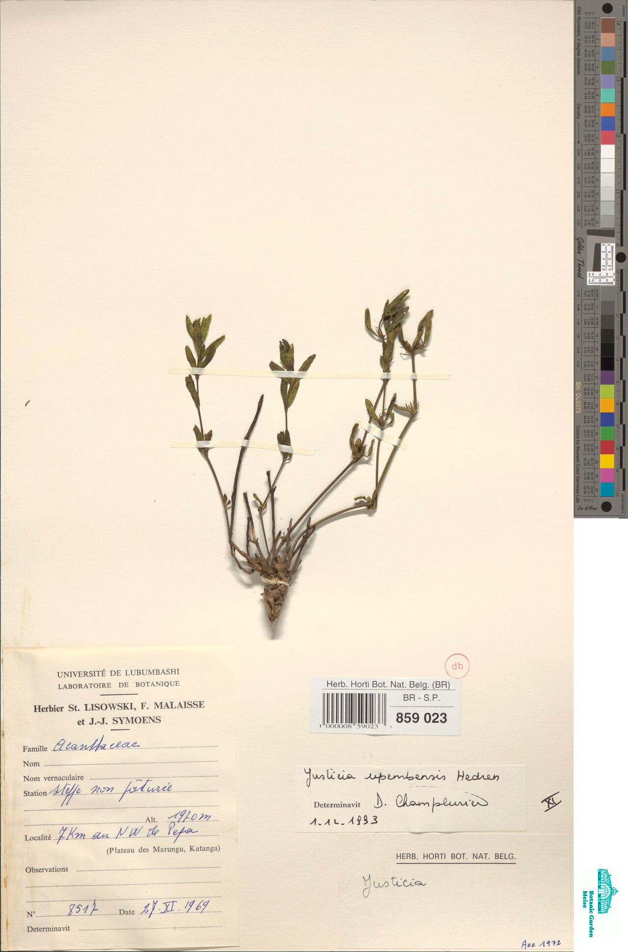 Justicia upembensis — houseplant care guide