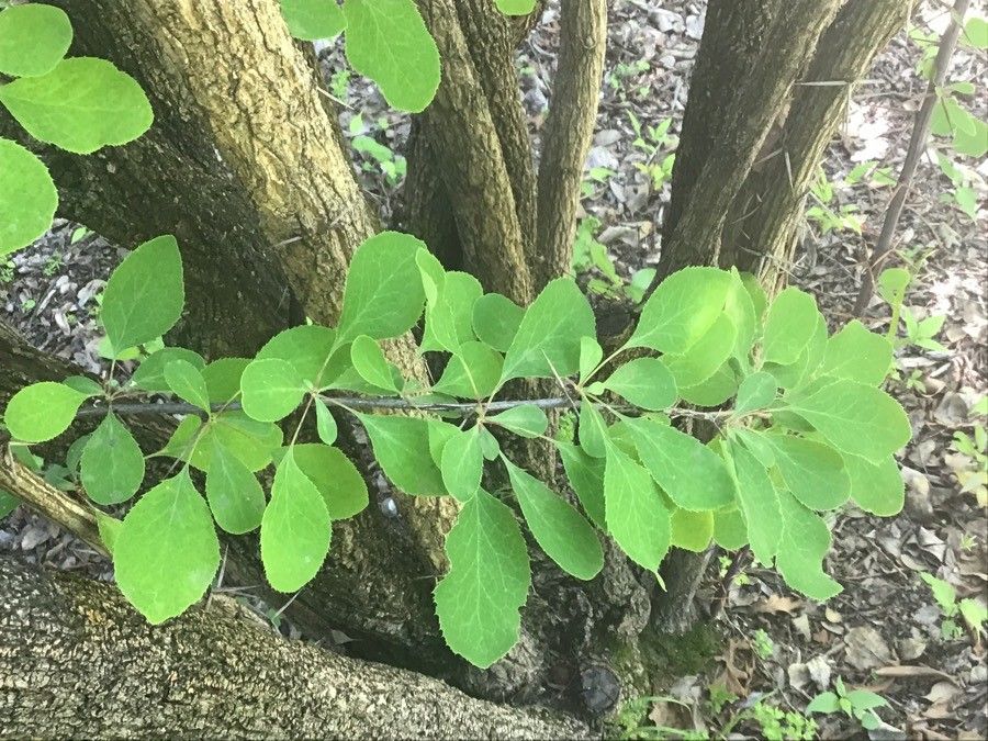 Berberis jamesiana — search result for 'Berberis'