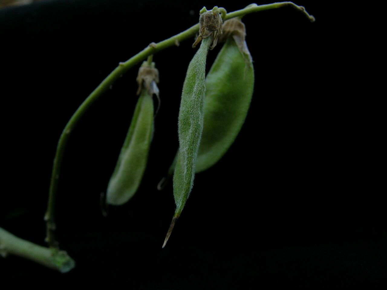 Crotalaria cytisoides — houseplant care guide