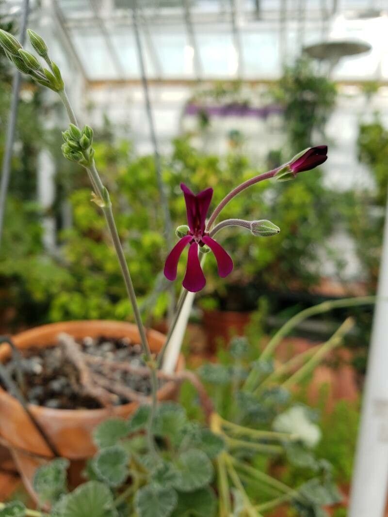 Pelargonium sidoides flower