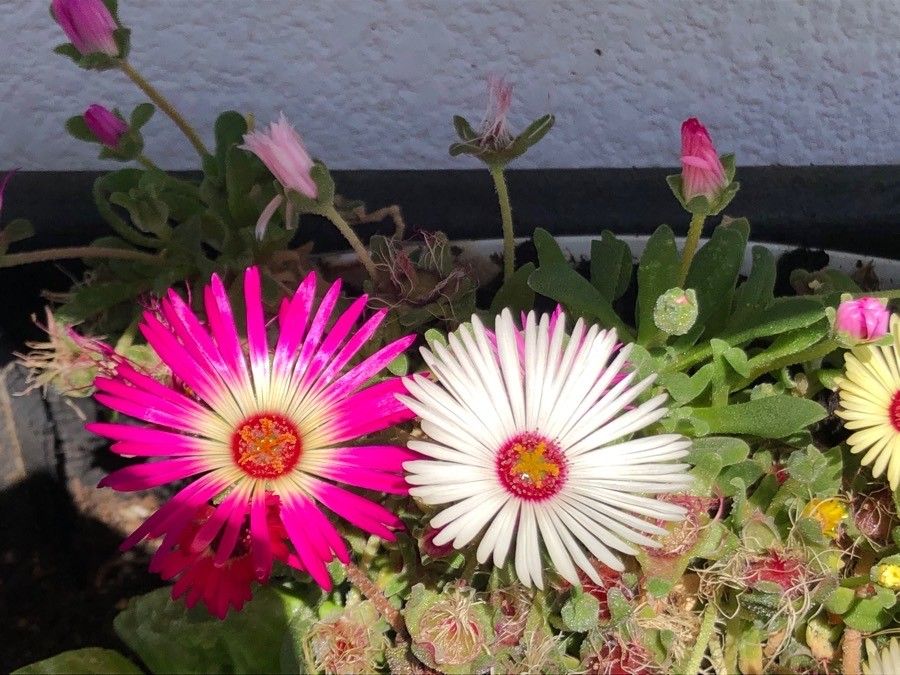 Dorotheanthus bellidiformis flower