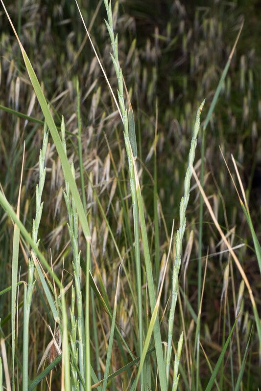 Elymus farctus fruit