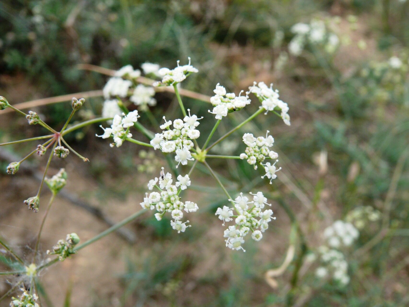 Seseli osseum flower