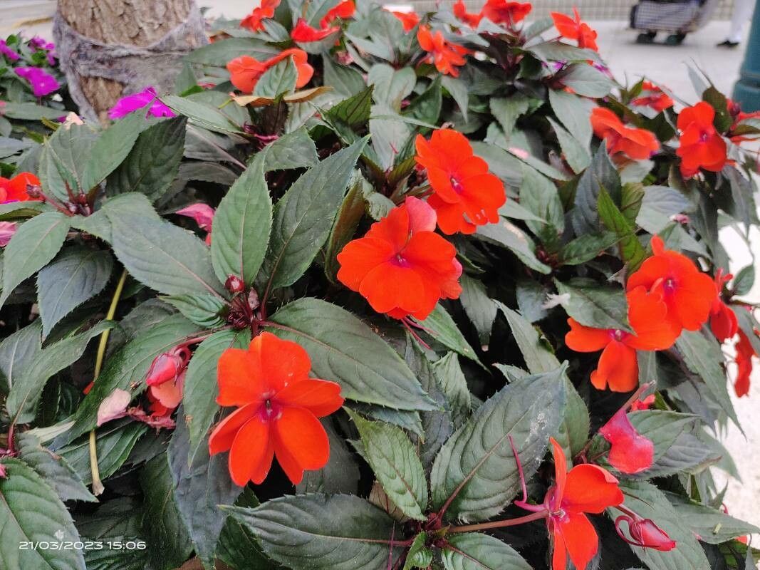 Impatiens platypetala — search result for 'Impatiens'