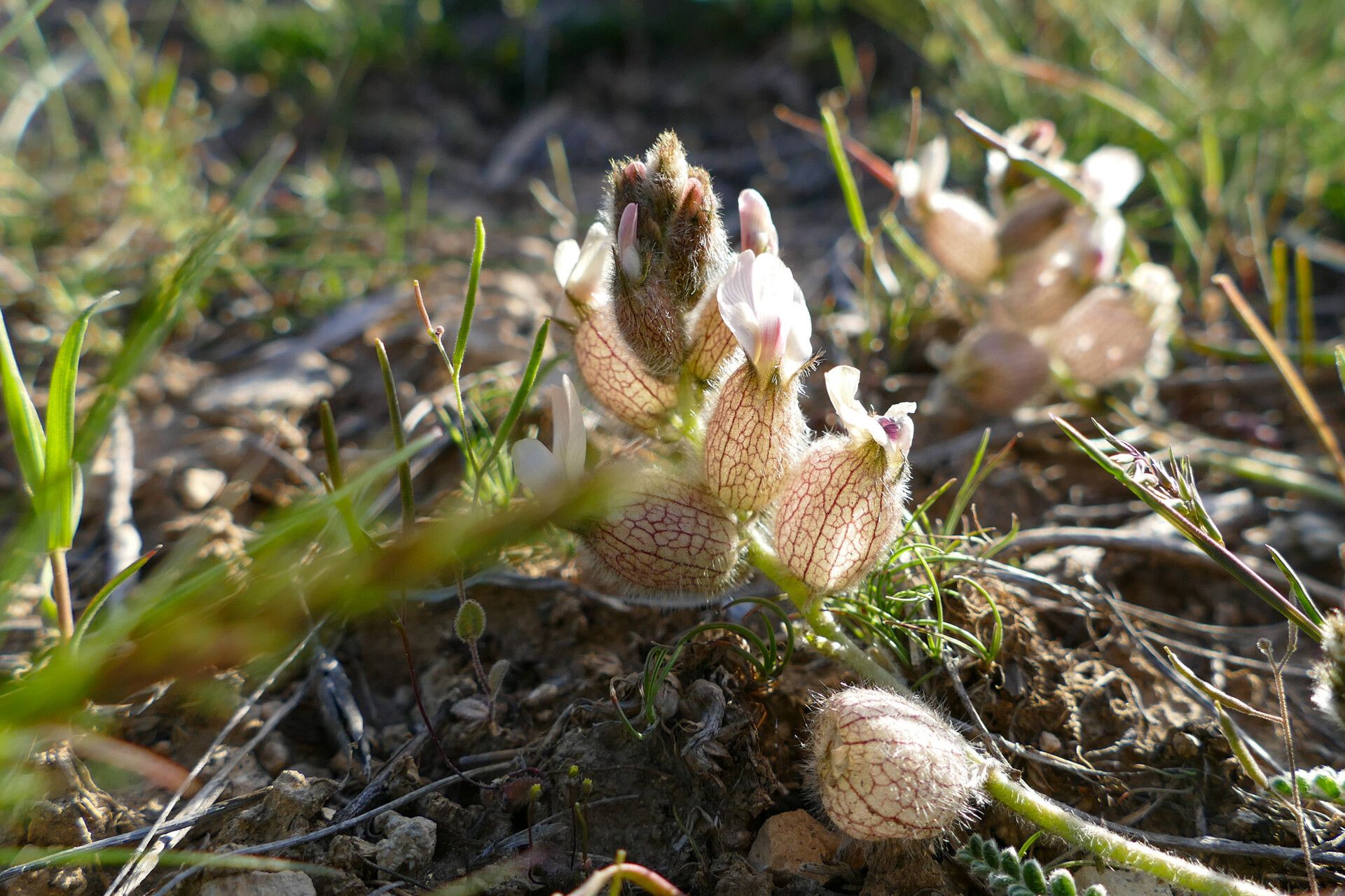 Astragalus khoshjailensis — houseplant care guide