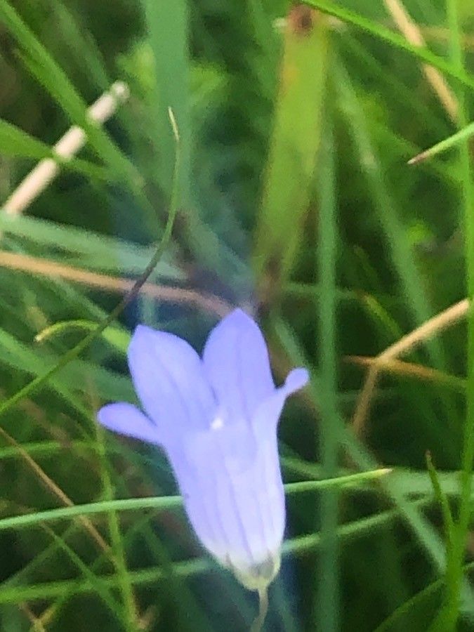 Wahlenbergia hederacea flower