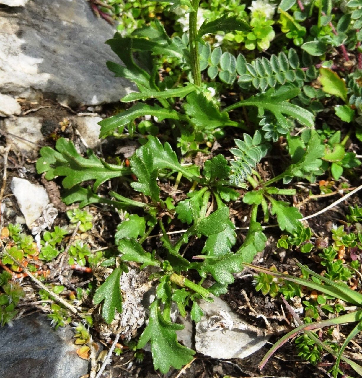 Leucanthemum halleri habit