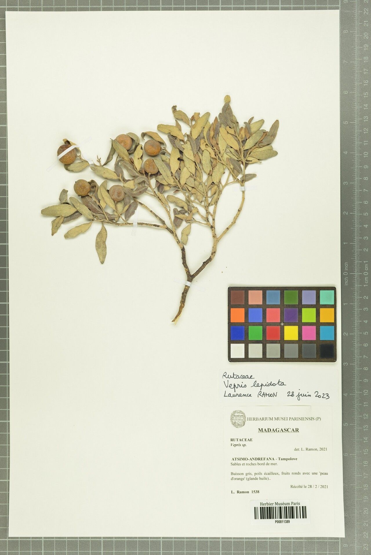 Vepris lepidota — search result for 'Vepris'