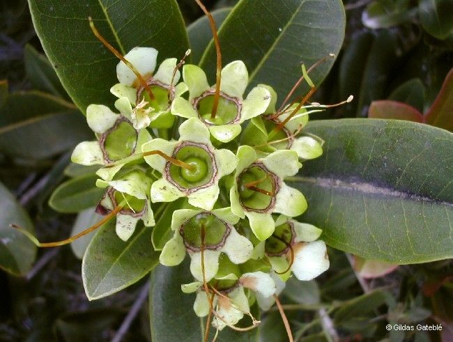 Xanthostemon laurinus fruit