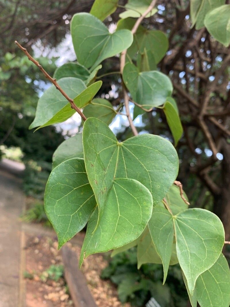 Bauhinia uruguayensis leaf