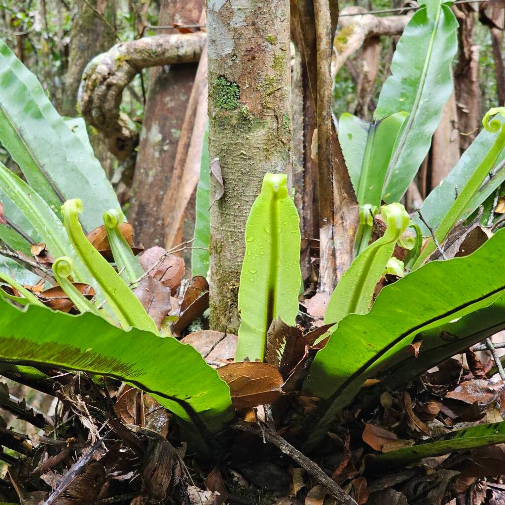 Asplenium mauritianum leaf