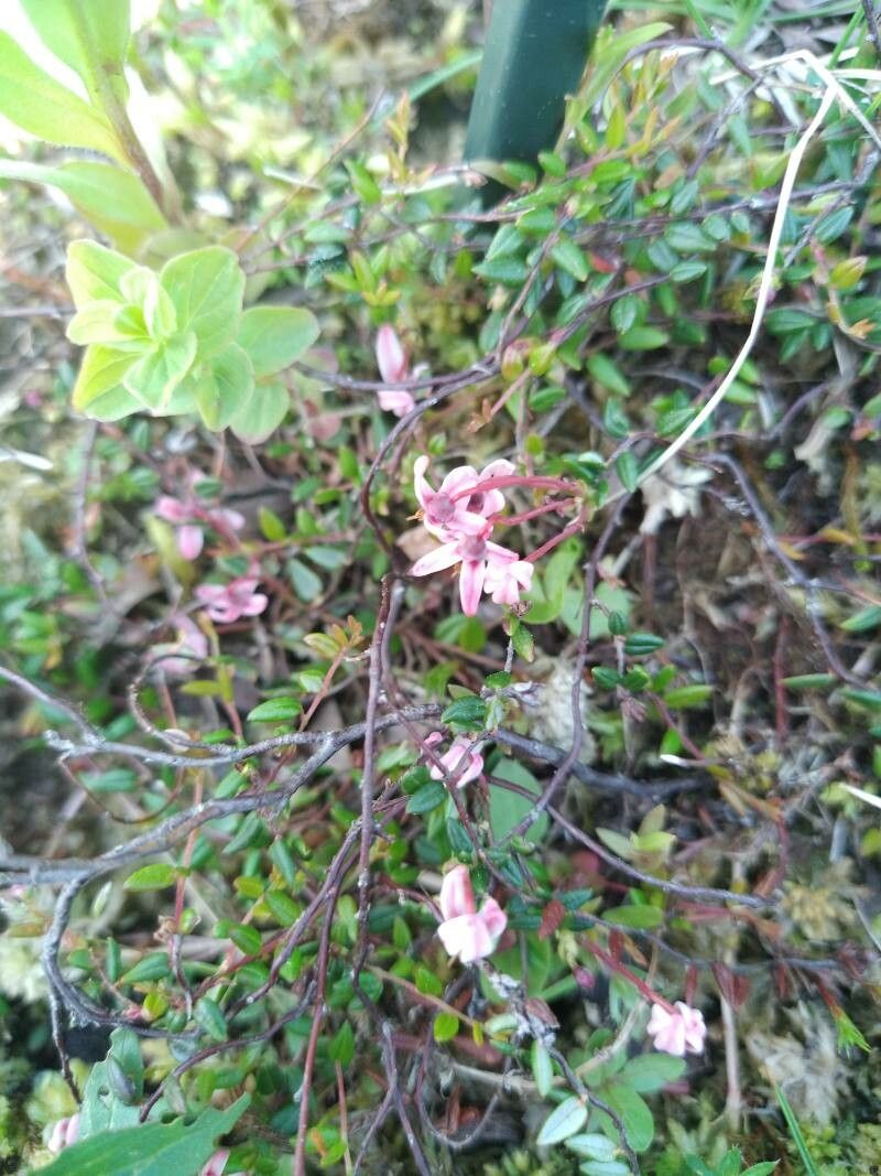 Vaccinium microcarpum flower