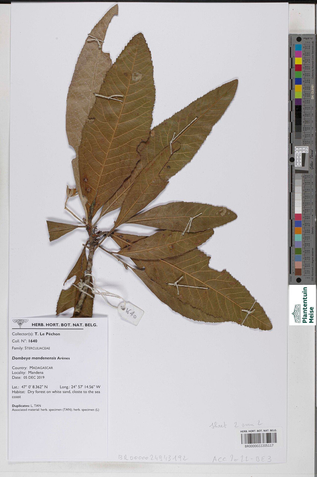 Dombeya mandenensis — houseplant care guide