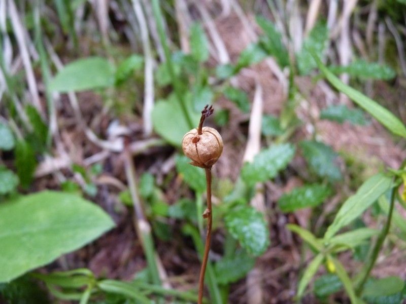 Moneses uniflora fruit