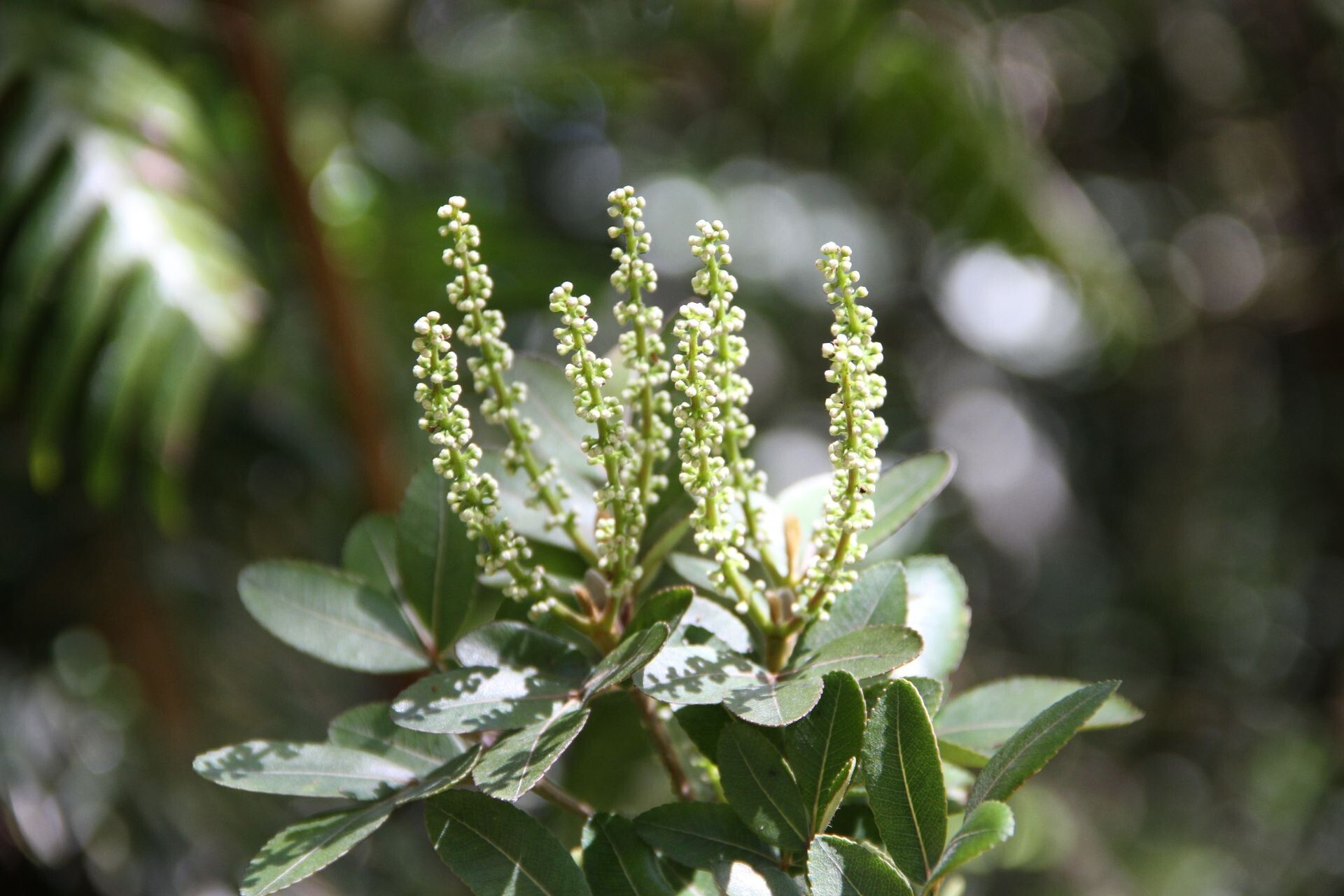 Cunonia pulchella flower