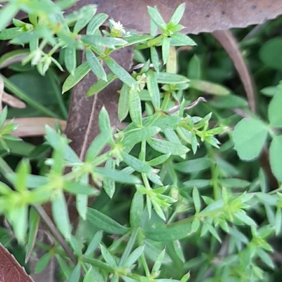 Galium vile — search result for 'Galium'