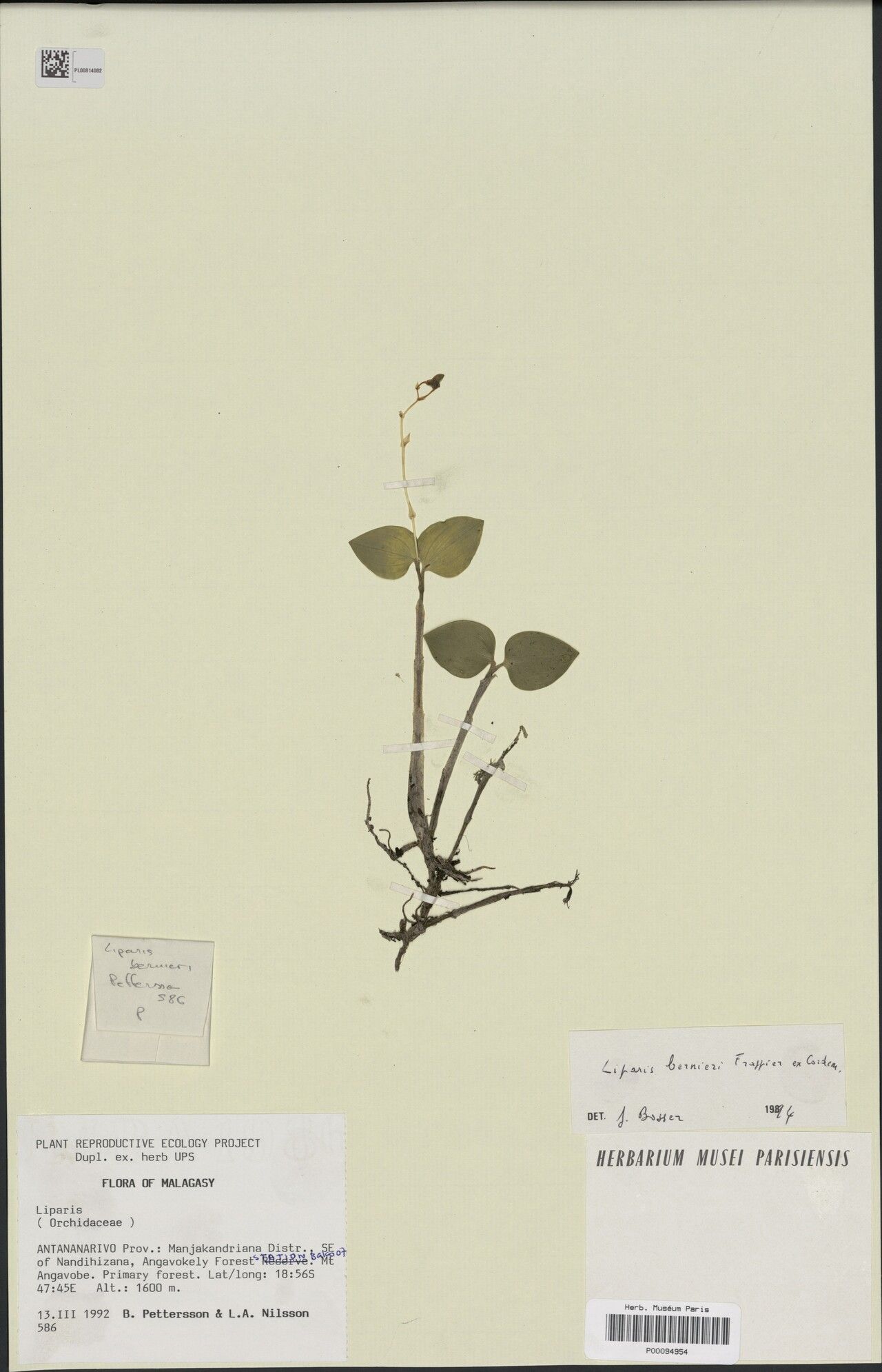 Liparis bernieri — related species from the same genus