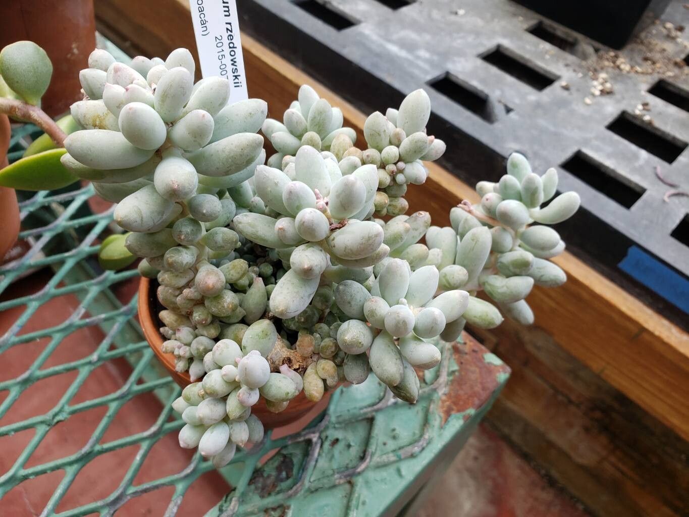 Pachyphytum rzedowskii habit