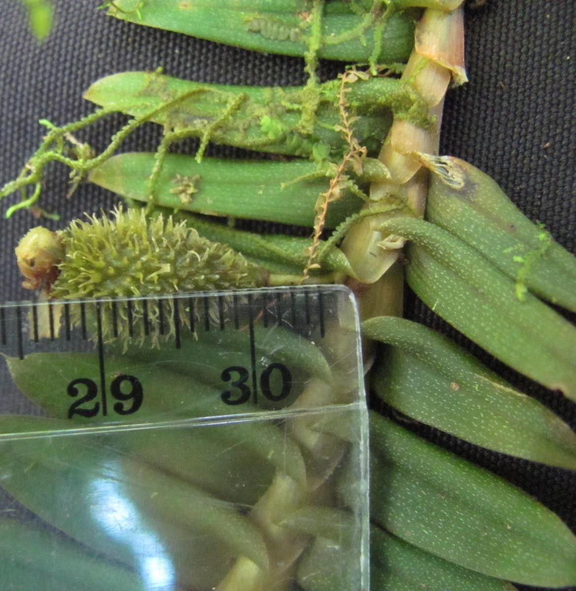 Dichaea dammeriana other