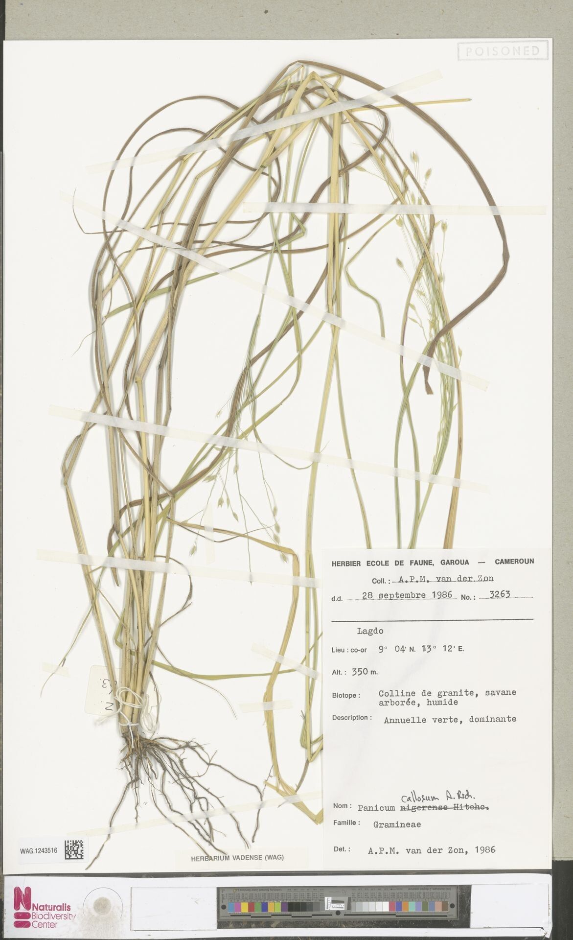 Panicum callosum — houseplant care guide