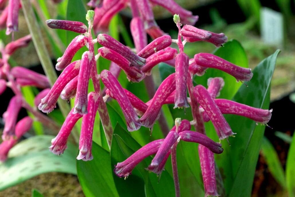 Lachenalia punctata — houseplant care guide