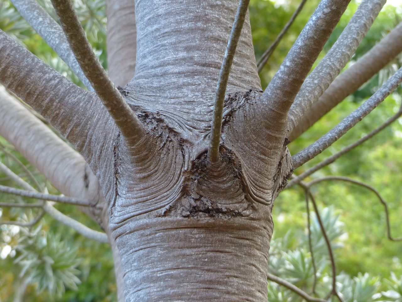 Leucadendron argenteum bark