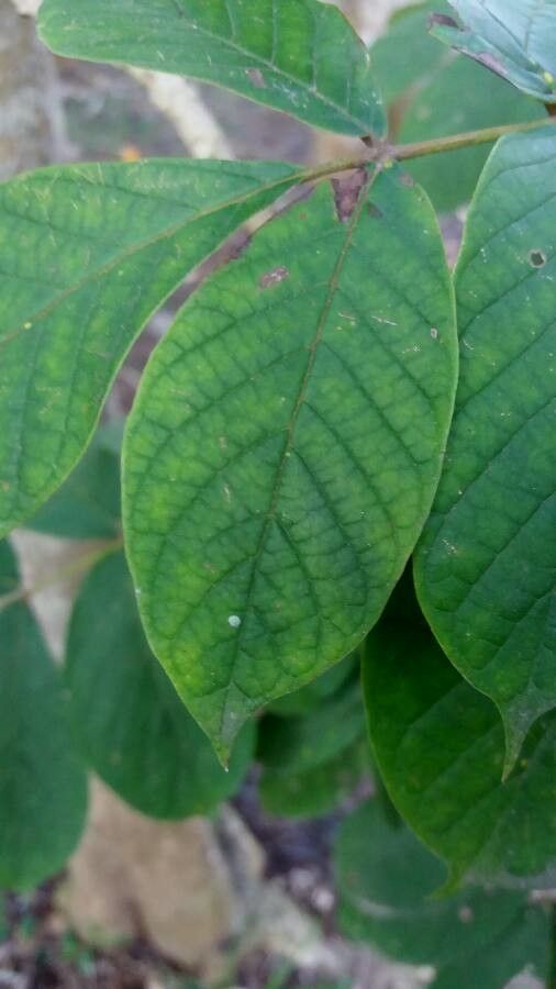 Acrocarpus fraxinifolius — search result for 'Laos'