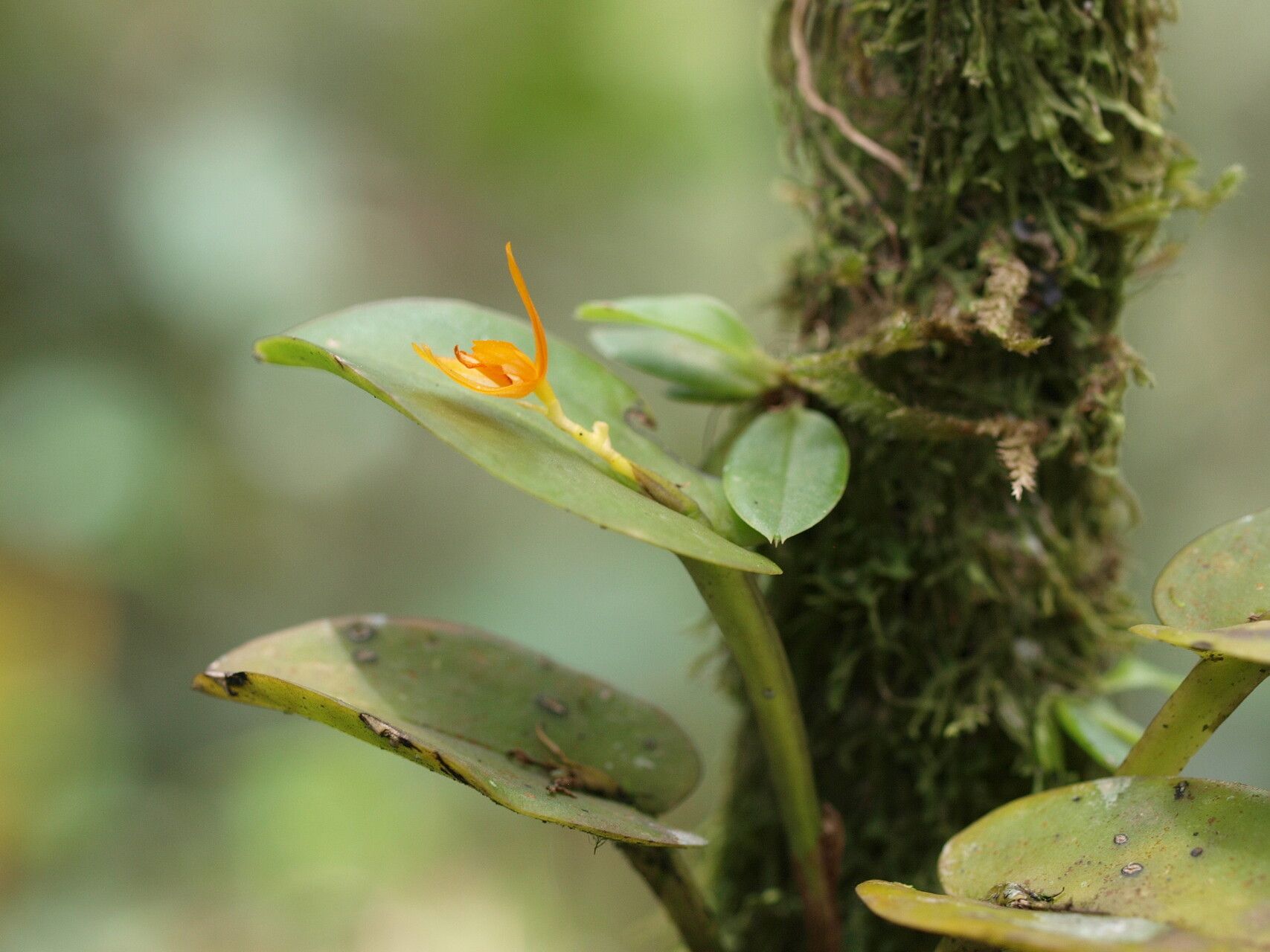 Acianthera polystachya — houseplant care guide