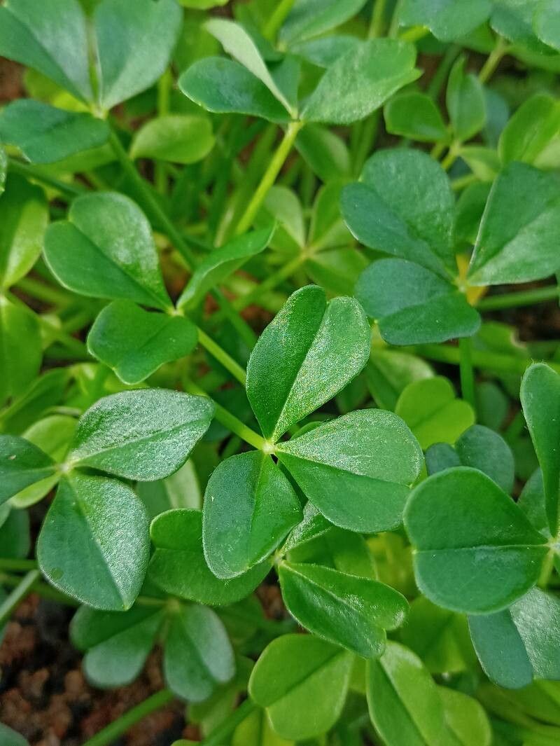 Oxalis peduncularis — houseplant care guide