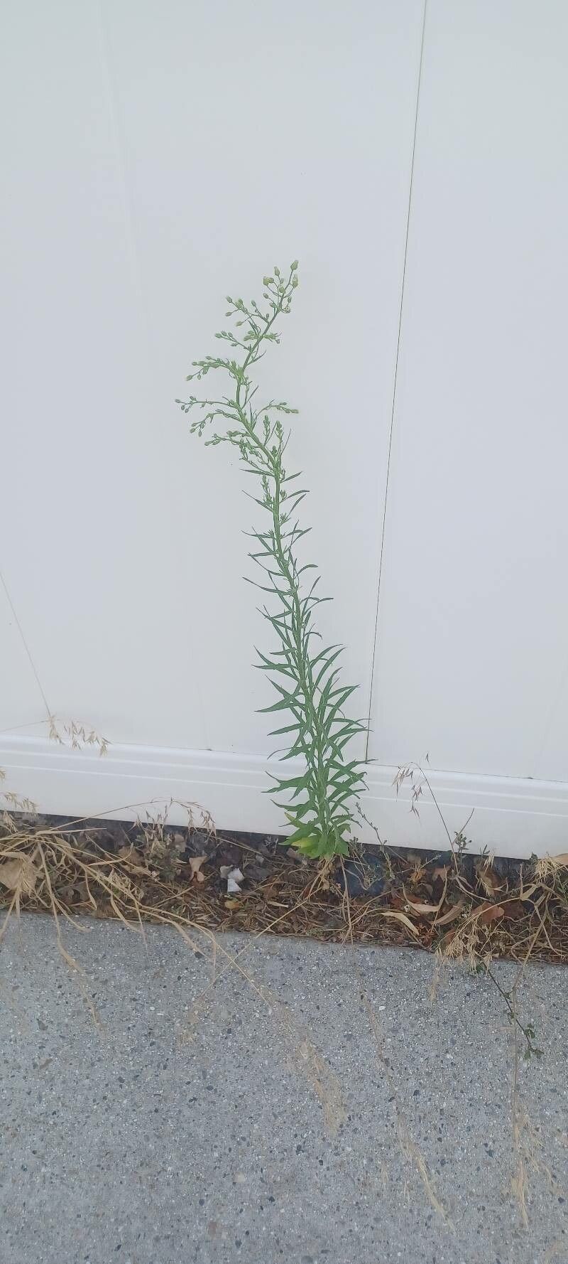 Conyza floribunda habit