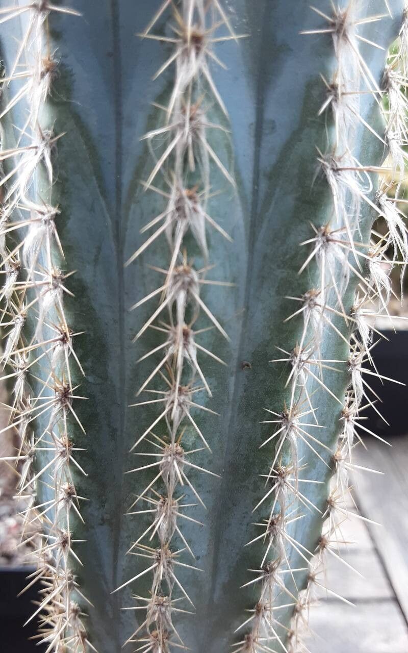 Pilosocereus alensis leaf